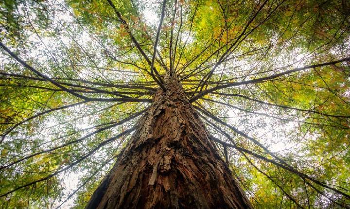 A árvore certa no lugar certo: como a arborização transforma as cidades