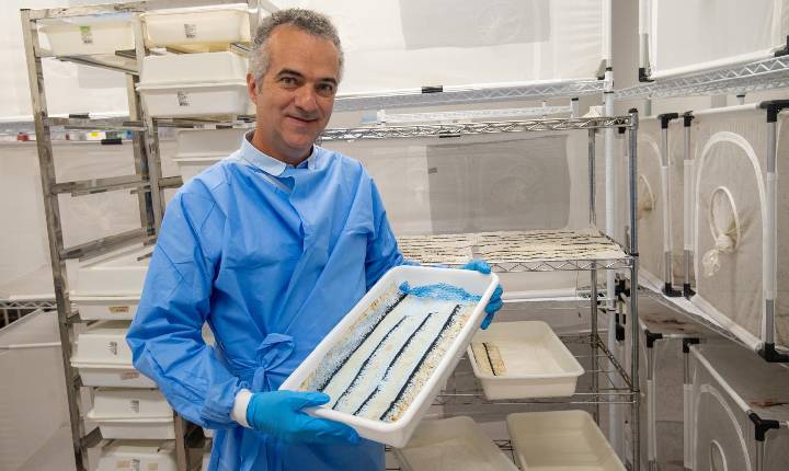A caminho da erradicação das arboviroses do mosquito Aedes aegypti