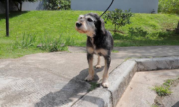A partir de 1º de julho, Barueri promove 23 feiras para adoção de cães e gatos