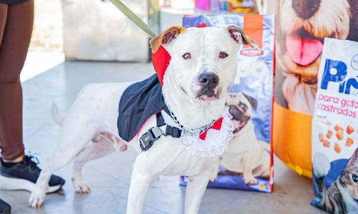 Agendamento de castração de pets acontece nesta quarta-feira, dia 3