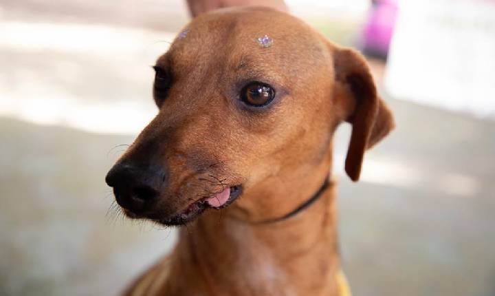 Atendimento veterinário continua no Parque dos Camargos no próximo sábado (12)