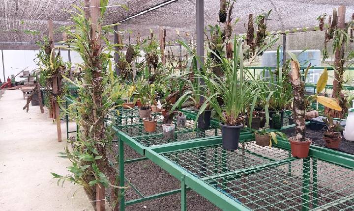 Barueri abre inscrições para curso gratuito de cultivo de orquídeas