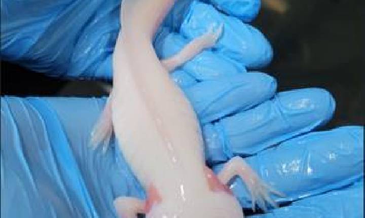 Cetas de Barueri recebe pela primeira vez salamandras da espécie Axolote