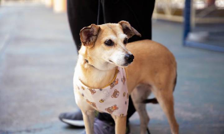 Feiras de adoção de pets começam no dia 3, véspera do feriado de Corpus Christi