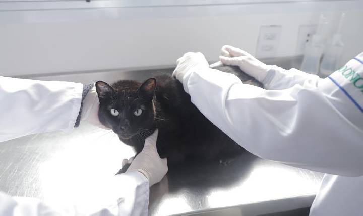 Julho Dourado reforça a importância da vacinação antirrábica gratuita para cães e gatos