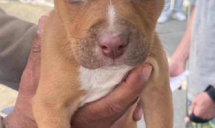 Programa Saúde Animal leva atendimento veterinário gratuito a 250 pets no Jardim Belval