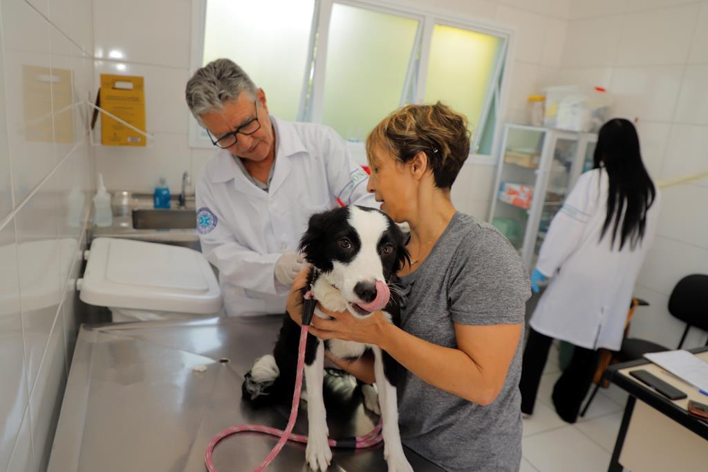 Fique atento: vacinação contra a raiva para cães e gatos tem alterações em junho devido a feriados
