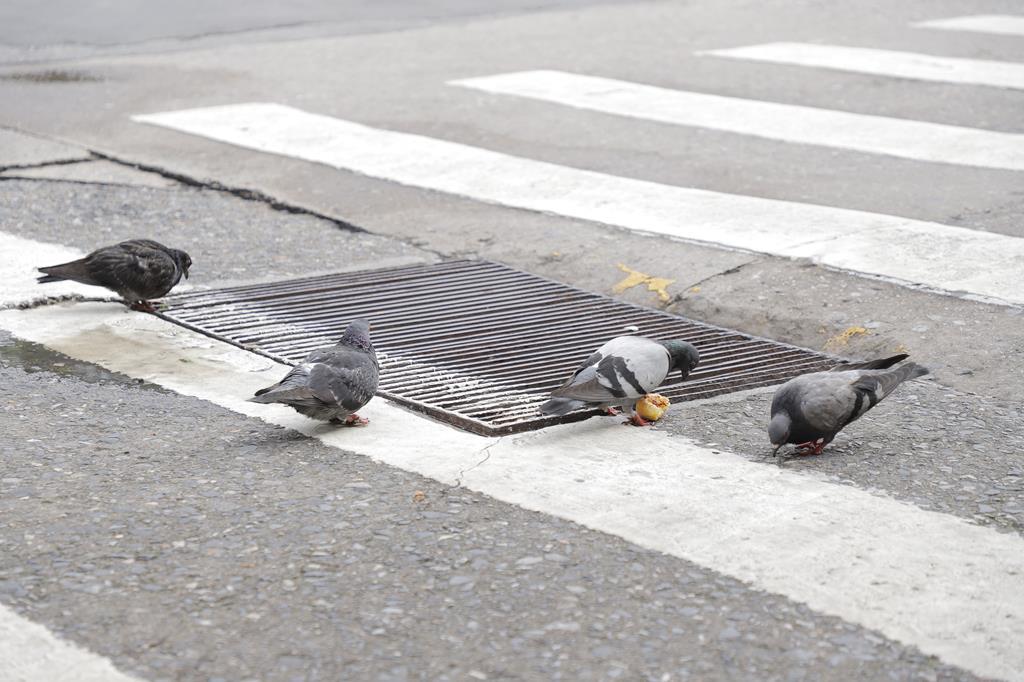 Prefeitura de Barueri orienta cidadãos a evitar alimentar pombos em áreas públicas