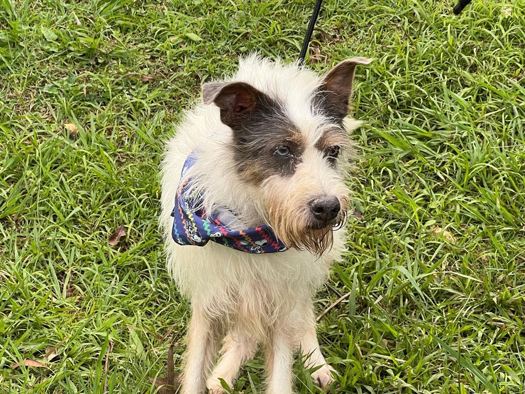 Cepad incentiva a adoção de cães idosos e especiais com serviço on-line