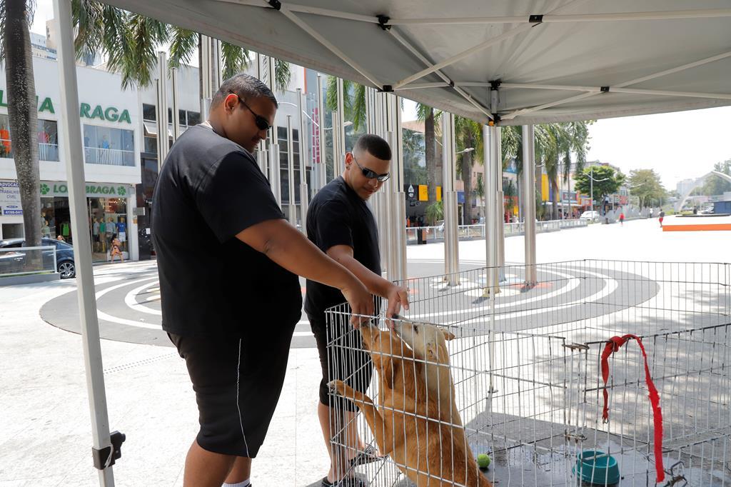 Começaram as feiras de adoção de pets de julho