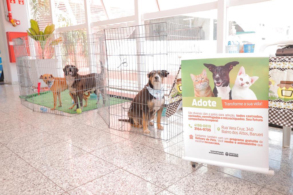 Feiras de adoção de pets de agosto começam nesta sexta-feira (1º)