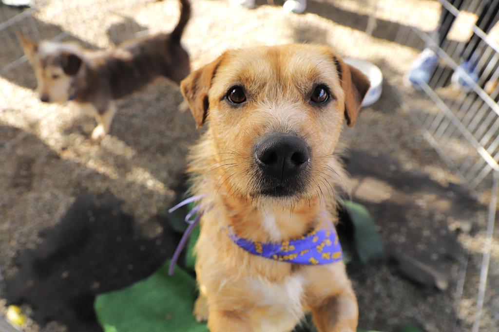 Agendamento para castração de pets abre nesta quarta-feira, dia 1°