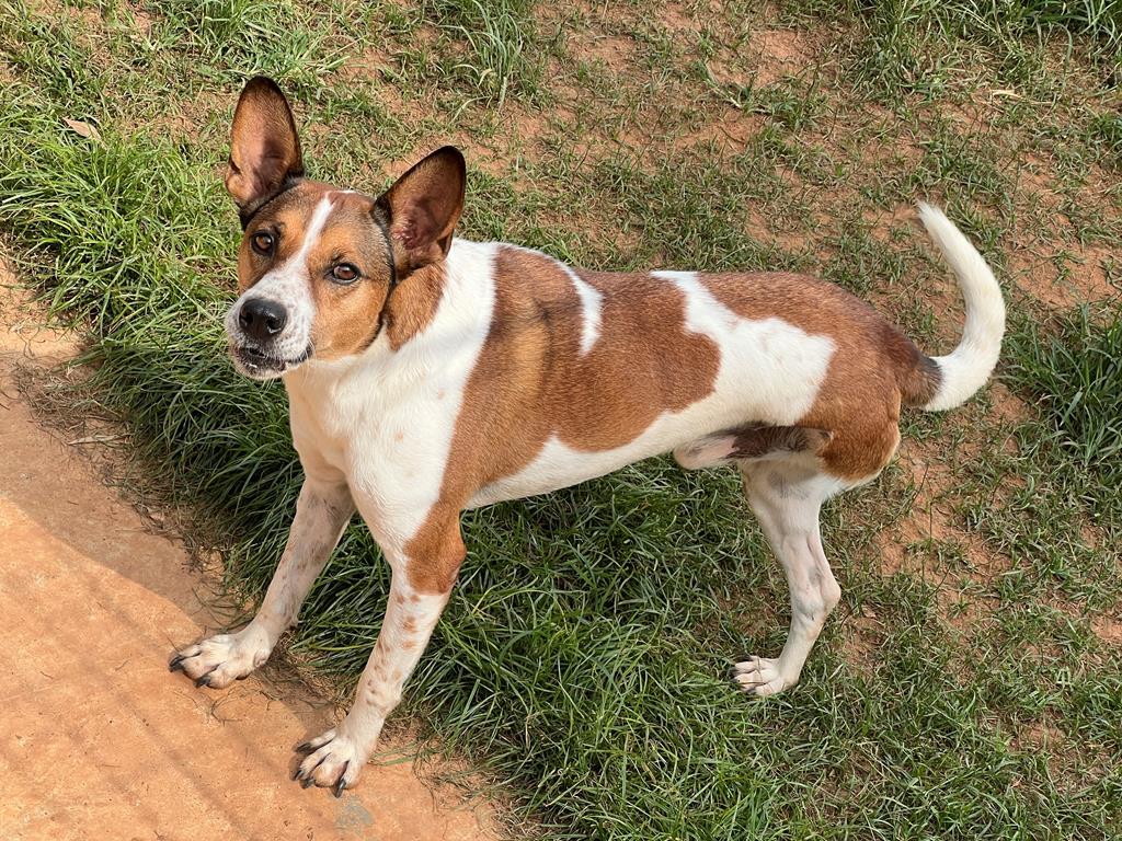 Atenção: a feira de adoção de pets deste sábado (27) muda de local e horário