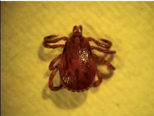 Barueri alerta que os cuidados contra a febre maculosa devem ser constantes