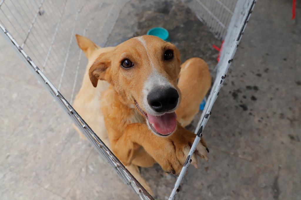 Feiras de adoção de pets de outubro começam nesta quarta-feira, dia 1°