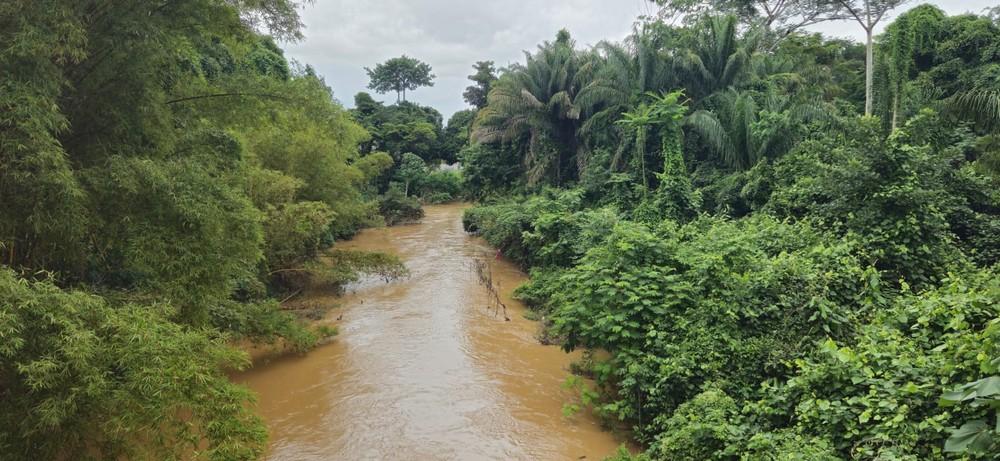 A economia da floresta em pé - O Assunto #1595