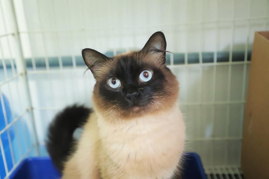 Feiras de adoção de cães e gatos encerram programação de 2025