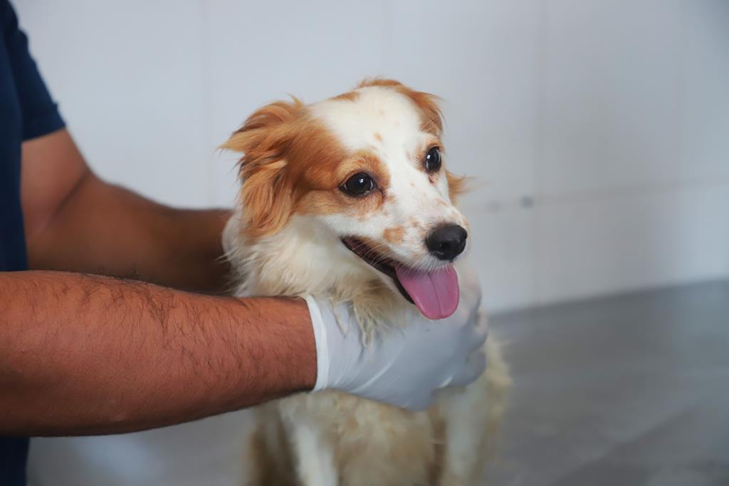 Agendamento de castração de pets chega no dia 07 de janeiro