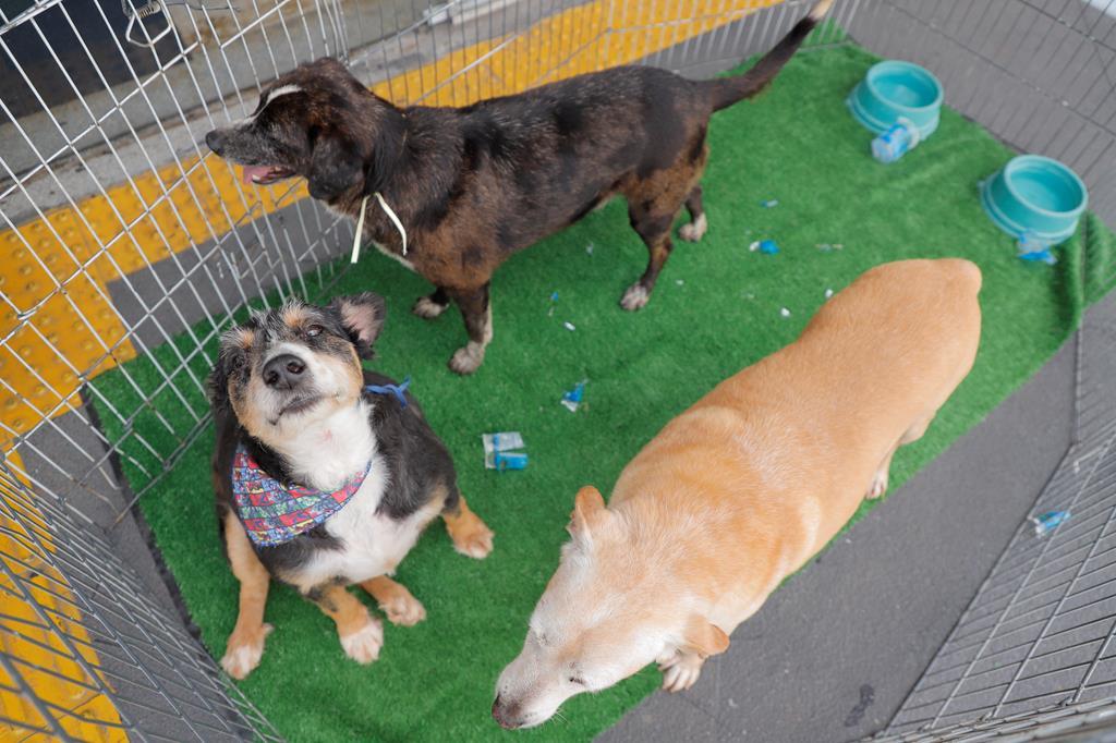 Feiras de adoção de pets abrem o ano de 2026