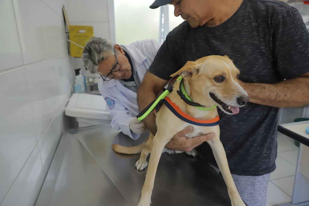 Posto fixo de vacinação contra a raiva imuniza pets em dezembro