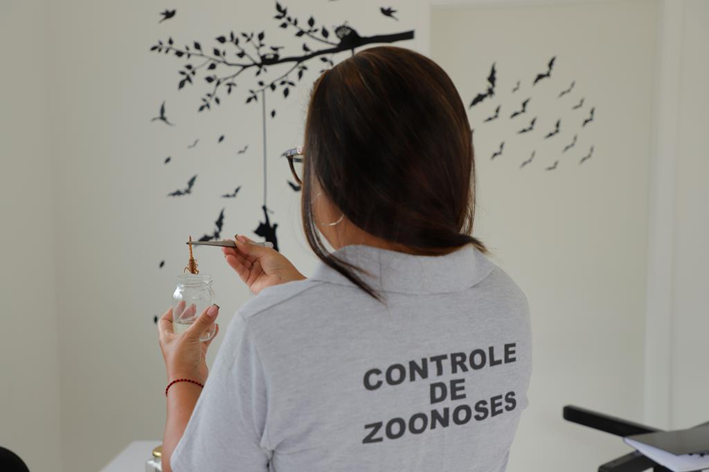 Barueri alerta sobre aumento de acidentes peçonhentos no verão