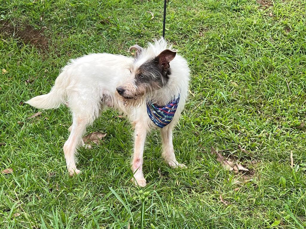 Feiras de adoção de pets de fevereiro começam no dia 1º
