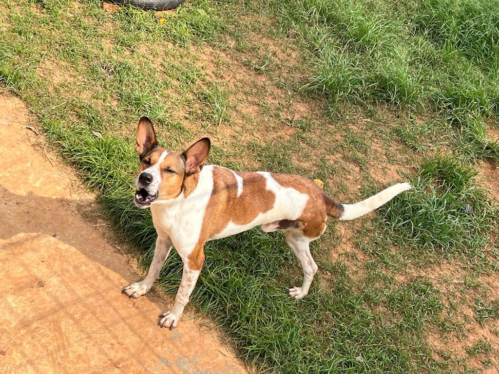 A Coordenadoria de Vigilância em Saúde, vinculada ao Departamento Técnico de Controle de Zoonoses da Secretaria de Saúde de Barueri, informa que, com a chegada do período de chuvas