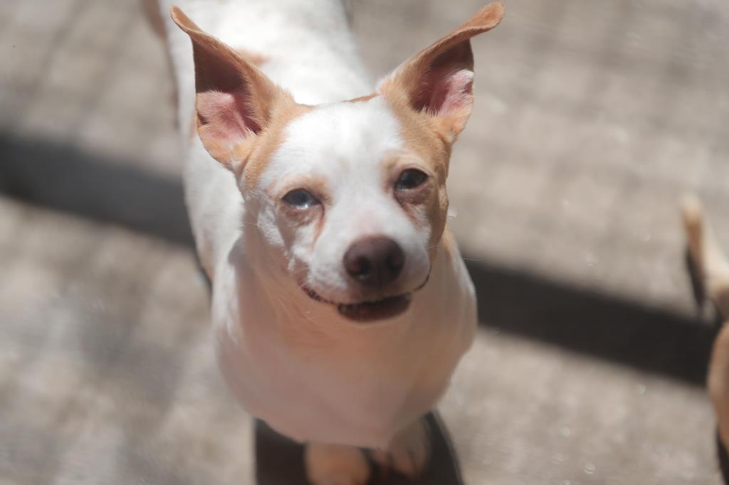 Campanha de adoção pode dar um lar a 77 cães em Barueri