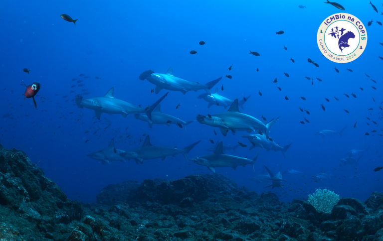 COP 15: conheça animais que o Brasil quer incluir na lista internacional de proteção
