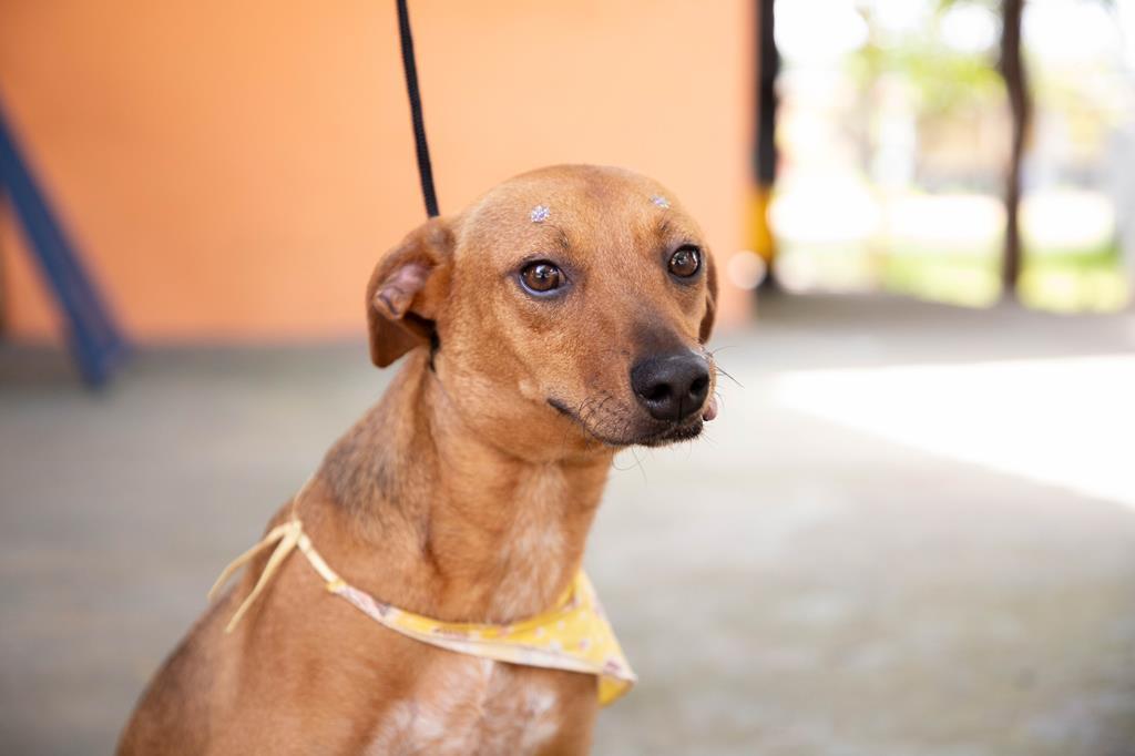 Feira de Adoção de Pets de abril começa no dia 1º