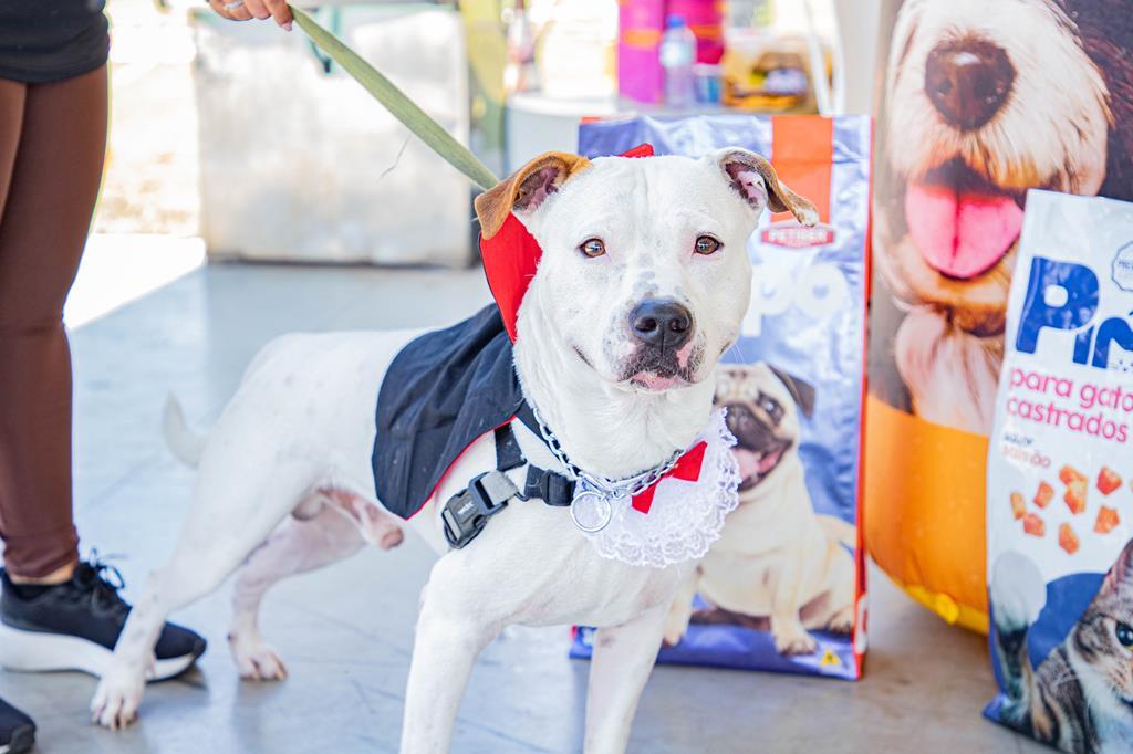 Agendamento de castração de pets acontece nesta quarta-feira, dia 3