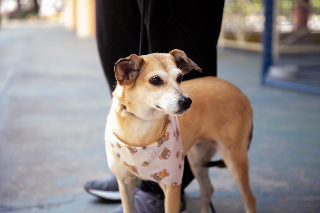 Feiras de adoção de pets começam no dia 3, véspera do feriado de Corpus Christi