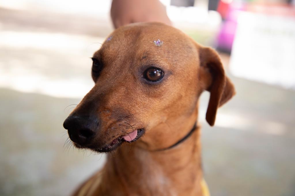 Atendimento veterinário continua no Parque dos Camargos no próximo sábado (12)
